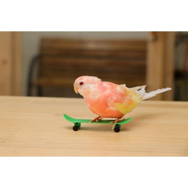 インコのおもちゃスケートボード(小) ３個セット スケボー