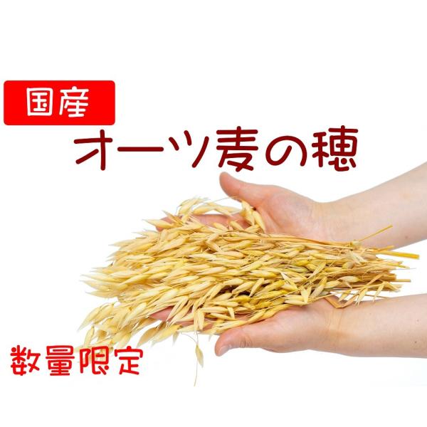 【数量限定】国産 オーツ麦の穂 50g かじって楽しいおやつ 鳥のおやつ・シード