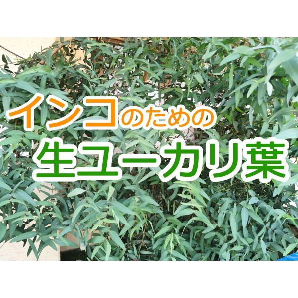 【夏季限定】インコのための生ユーカリの葉（豊作につき増量中） ｜ セキセイインコやオカメインコのおもちゃ、おやつ