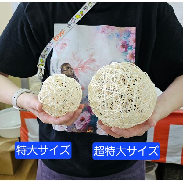 インコのおもちゃ 天然ラタンボール/マンチボール 特大サイズ 10cm