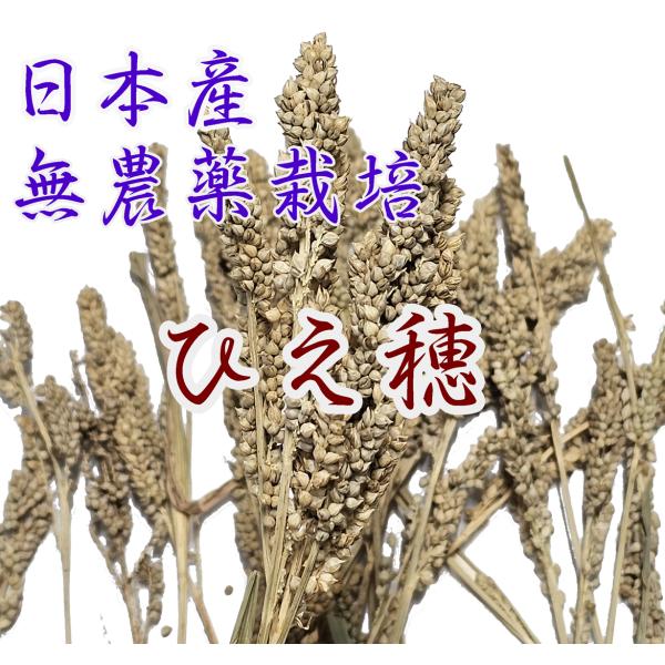 送料無料 | 新鮮真空パック 国産 無農薬栽培 ひえの穂 80g 日本産 稗穂 とりっぴーオリジナル